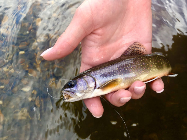 salvelinus