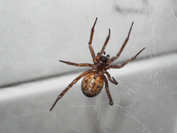 arachnid