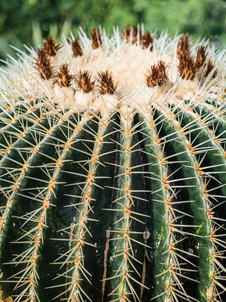 spiked
