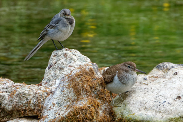 wagtail