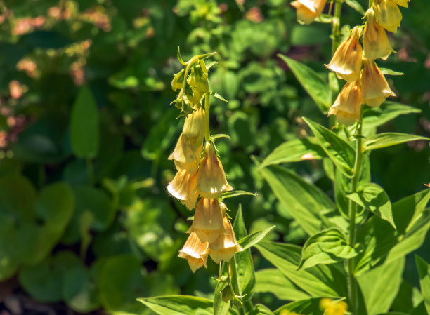 digitalis