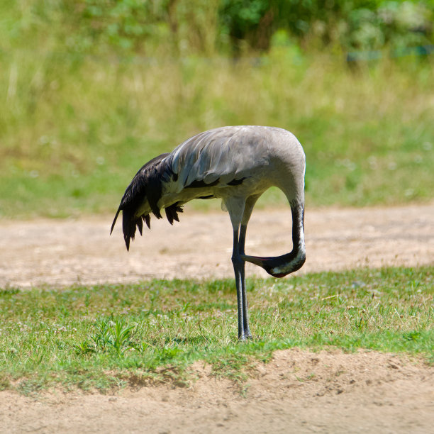 asana