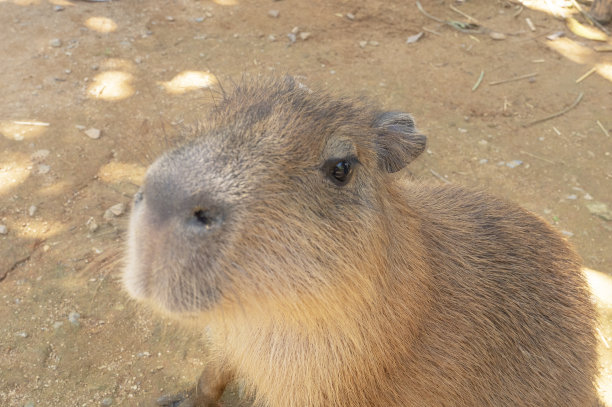 capybara