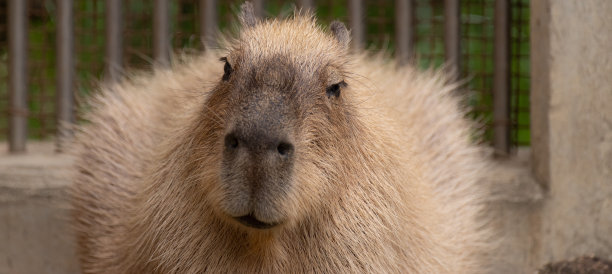 capybara
