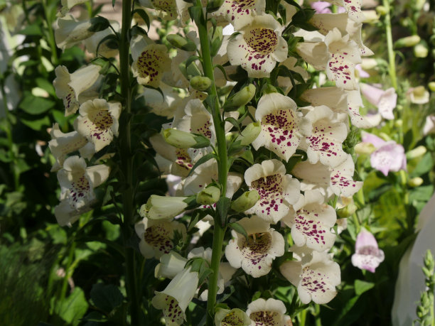 digitalis