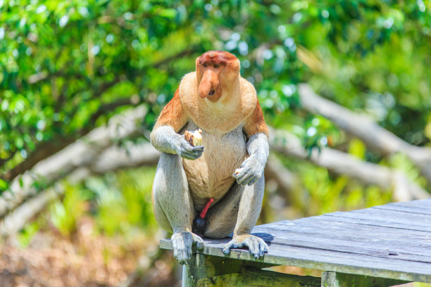 borneo