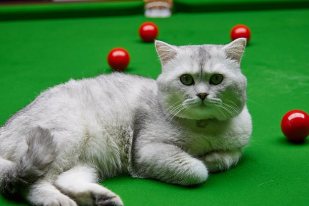 snooker