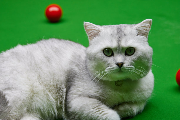 snooker