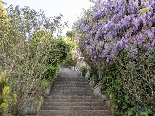 楼梯上的紫藤树