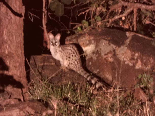 civet