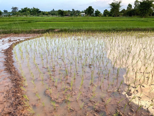 稻,种植园,自然界的状态