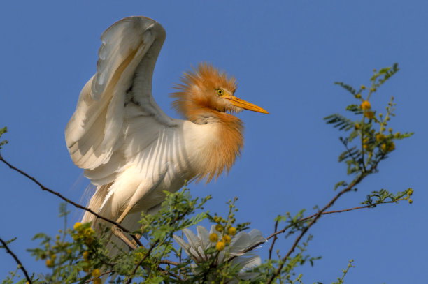 ibis