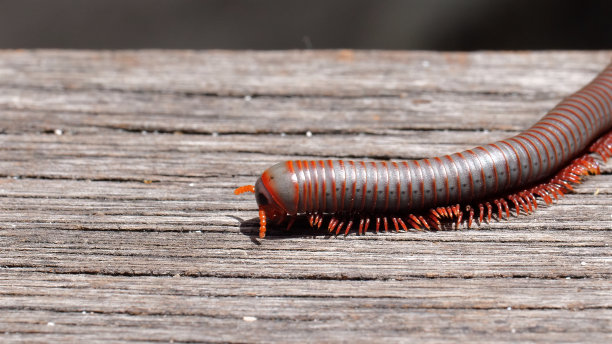 millipede