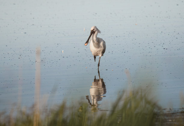 spoonbill