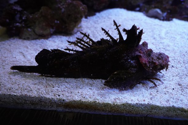 pterois