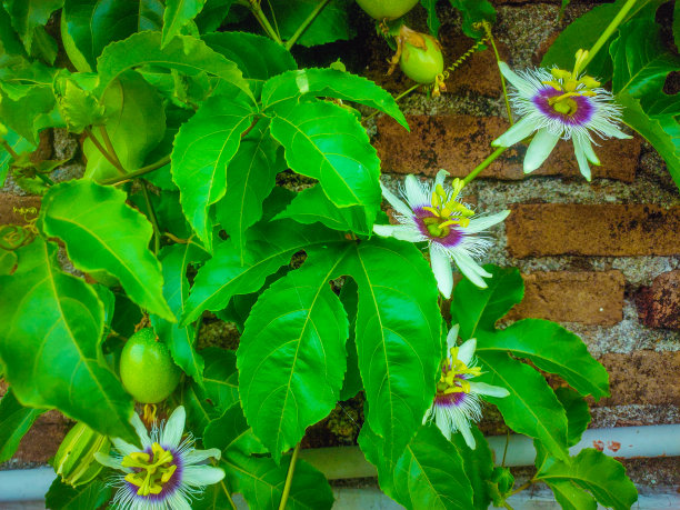 passiflora