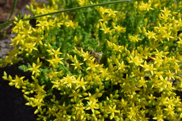 sedum