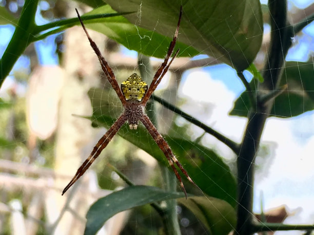 argiope