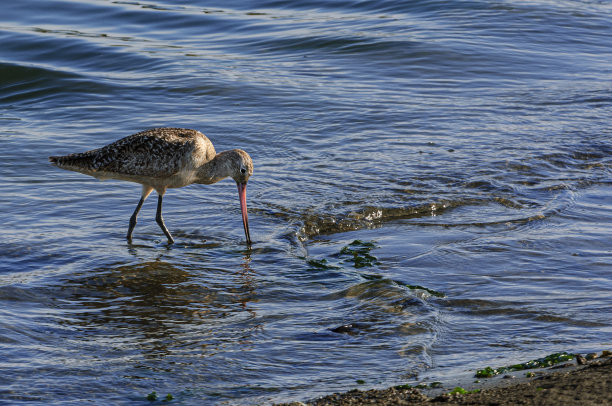 limosa