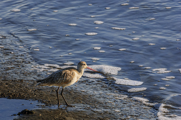 limosa