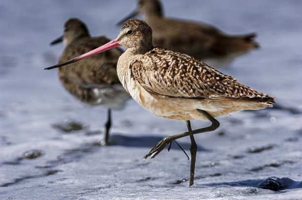 limosa