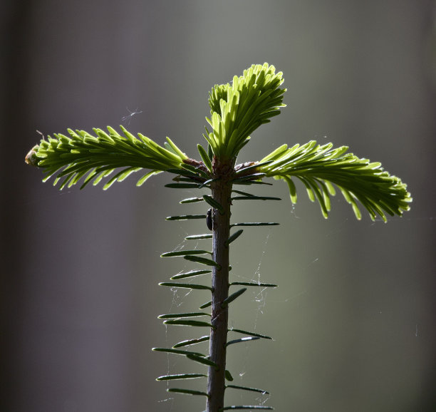 spruce