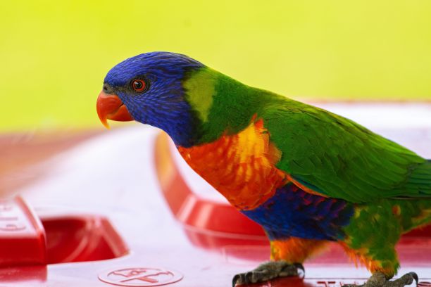 lorikeet