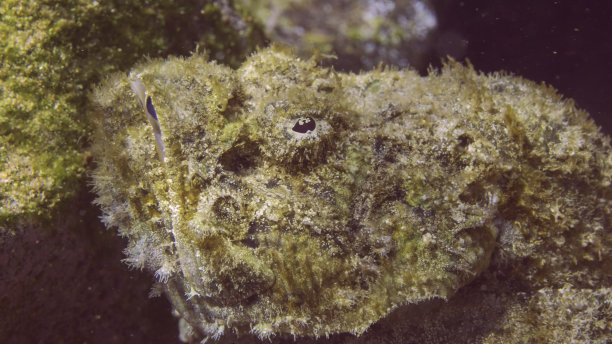 pterois