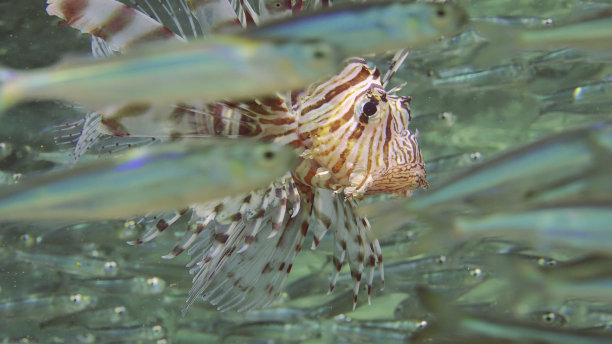 lionfish
