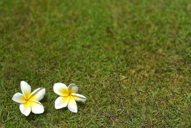 栀子花装饰背景花卉
