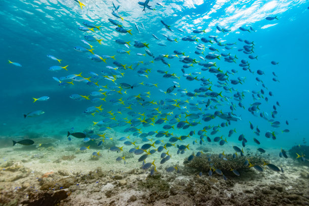 rabbitfish