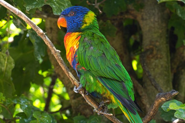 lorikeet