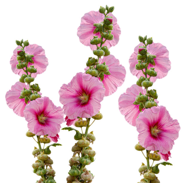 stockrose