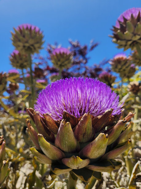 artichoke