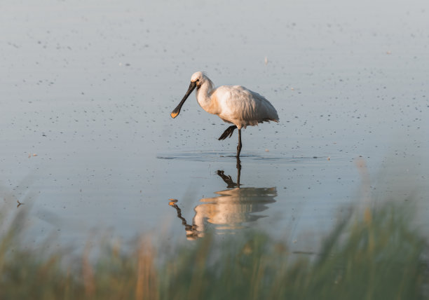 spoonbill
