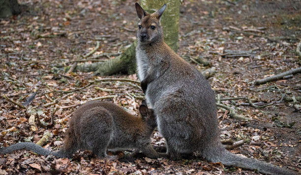 wallaroo