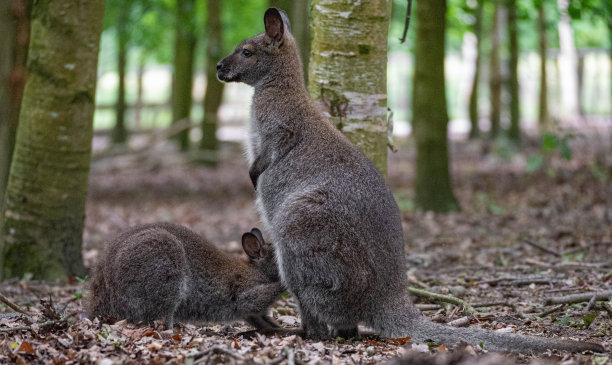 wallaroo