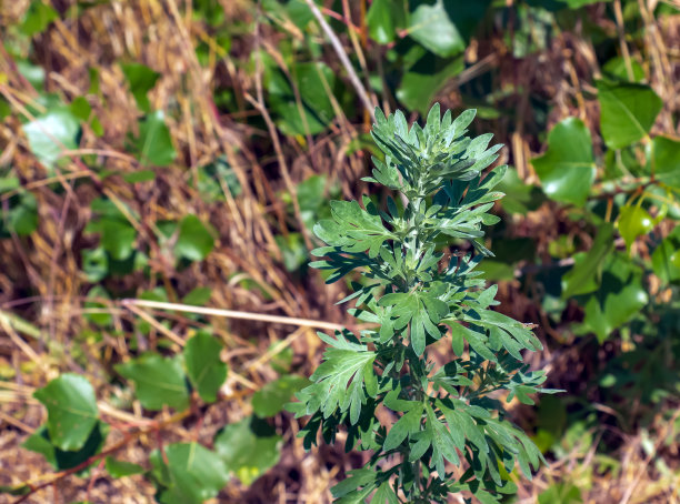 wormwood