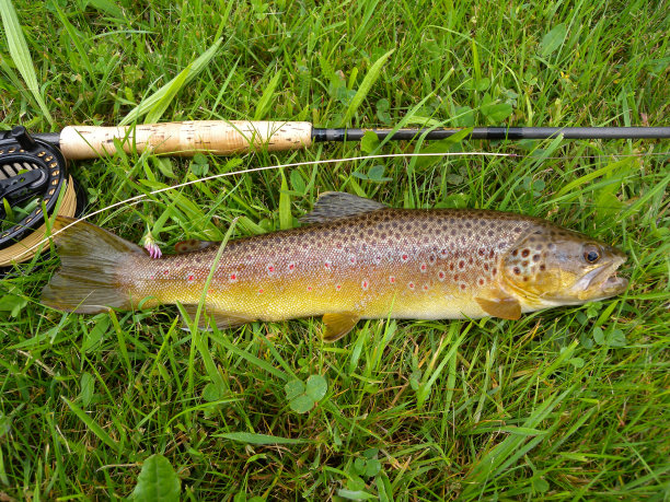 salvelinus