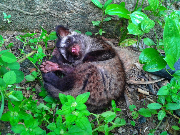 civet