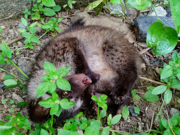civet