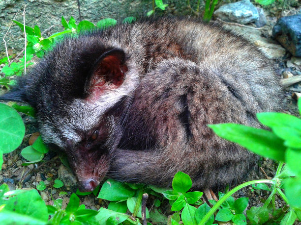 civet