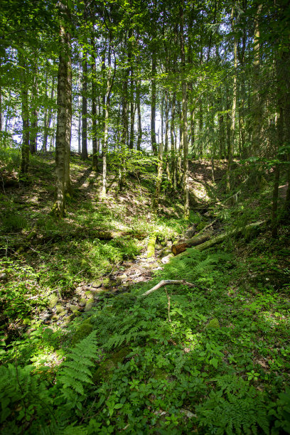 rhön