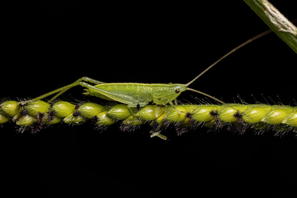 katydid