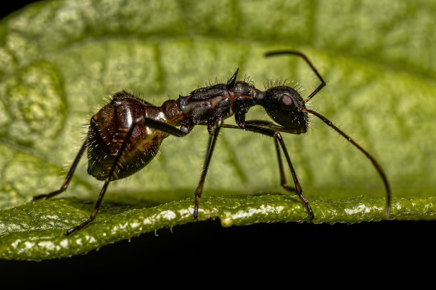arthropod