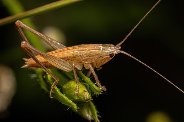 katydid
