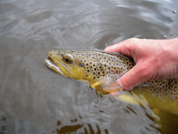 salvelinus