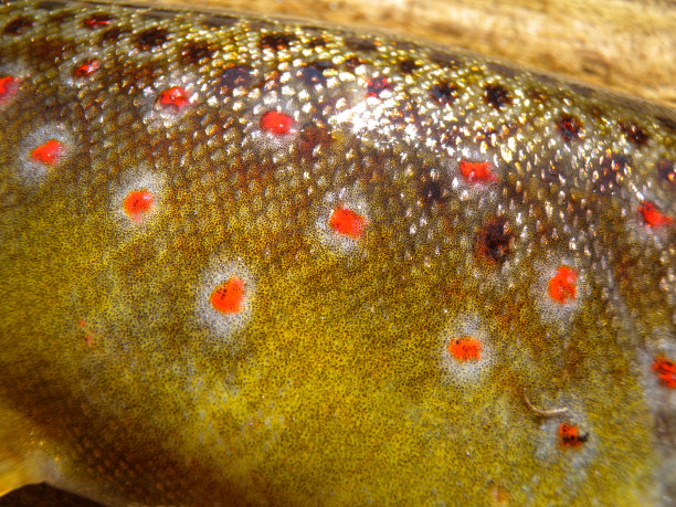 salvelinus