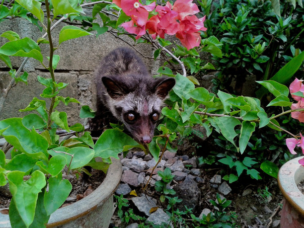 civet