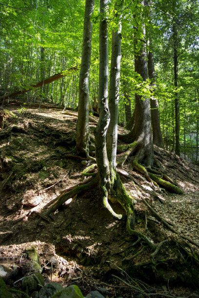 rhön